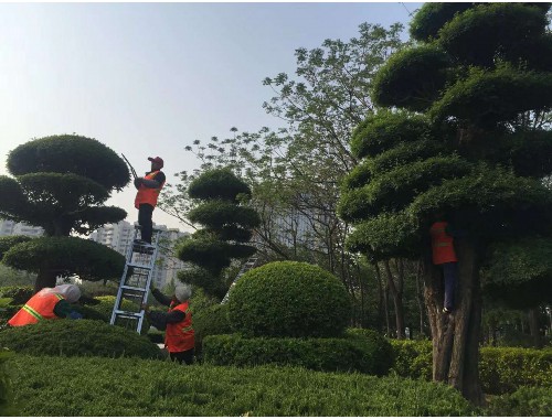 水生植物绿化工程招标信息