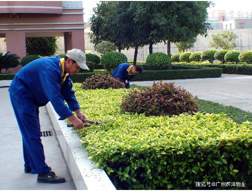 三河城市绿化树木图片