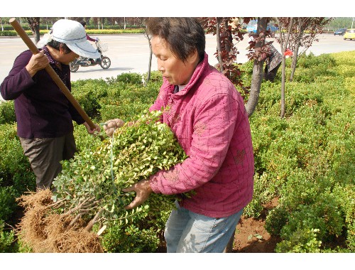 园林城市绿化率覆盖